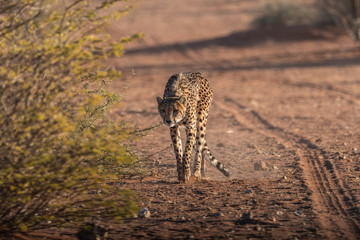 WILD CHEETAHS IN THE NATURE ON NAMIBIA