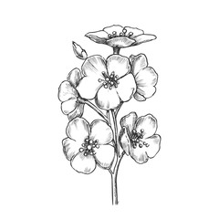 Sakura Asian Blooming Tree Element Retro Vector. Beautiful Spring Seasonal Chinese Sakura Branch With Flowers For Greeting Card. Engraving Layout Designed In Vintage Style Monochrome Illustration