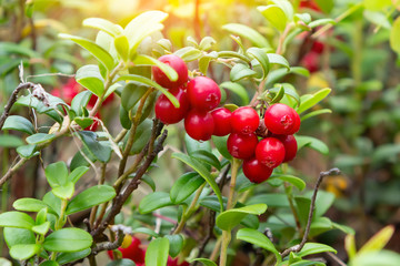 Bunch of ripe red lingonberries on a bush in the forest