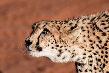 Guépard en Namibie, Afrique