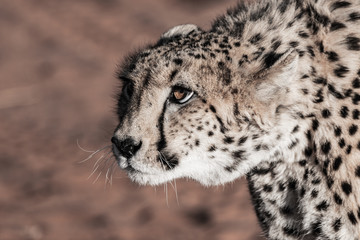 Guépard en Namibie, Afrique