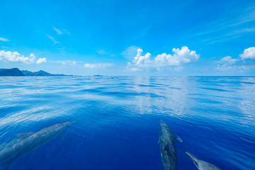ボートの舳先を泳ぐハシナガイルカ　小笠原