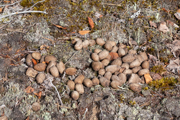 Pile of moose litter, which is used as fertilizer in the northern countries, in a pine forest