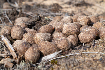 Pile of moose litter, which is used as fertilizer in the northern countries, in a pine forest, close up