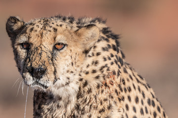 WILD CHEETAHS IN THE NATURE ON NAMIBIA