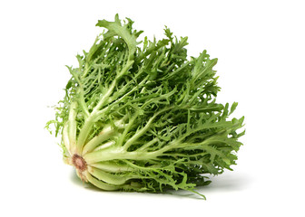 Escarole Endive on a white background 