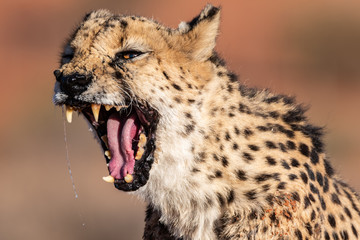 WILD CHEETAHS IN THE NATURE ON NAMIBIA