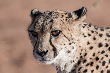 Guépard en Namibie, Afrique