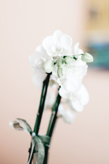 White orchid isolated on a event location