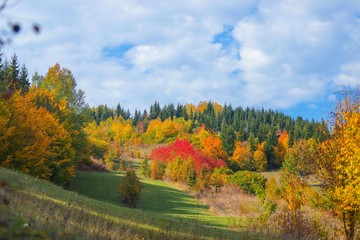 Obraz premium Amazing golden autumn colors in the forest path track.artvin/turkey