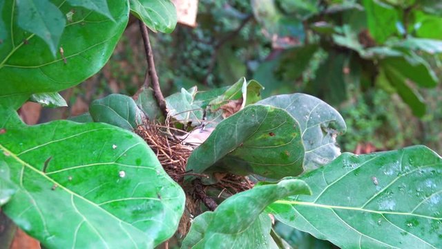 Bird's nest among green tropical foliage with a small exotic bird Amadin inside