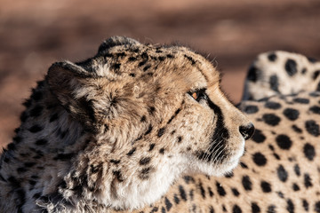 Guépard en Namibie, Afrique