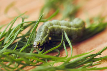 Caterpillar eat fresh herbs