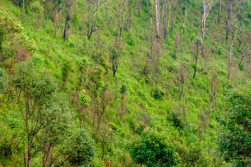 Fototapeta premium trees in the forest