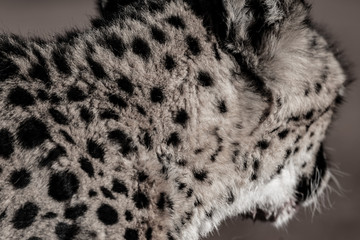 WILD CHEETAHS IN THE NATURE ON NAMIBIA