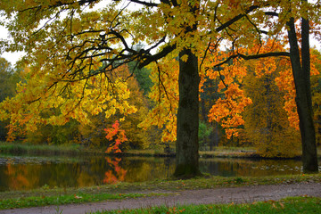 Obraz premium autumn in the park