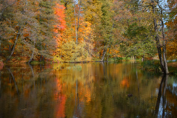autumn leaves on water