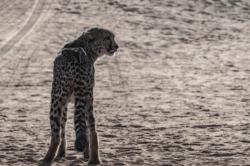 WILD CHEETAHS IN THE NATURE ON NAMIBIA