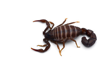 African venom Scorpion isolated on white background