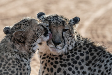 WILD CHEETAHS IN THE NATURE ON NAMIBIA