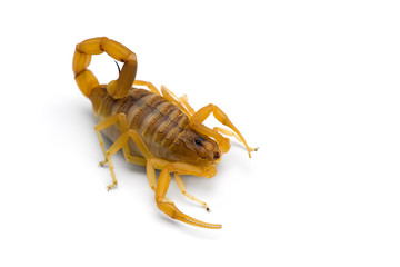 African venom Scorpion isolated on white background