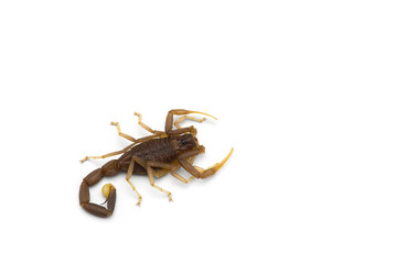 African venom Scorpion isolated on white background