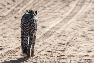 WILD CHEETAHS IN THE NATURE ON NAMIBIA