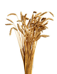 Fototapeta premium Wheat Ears