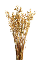 Oat (Avena) Plants