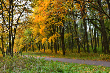 autumn in the park