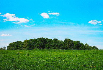 Obraz na płótnie Canvas sky and green grass