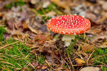 A beautiful red fly agaric standing in a mixed forest on the forest floor in October in autumn in Bavaria, Germany