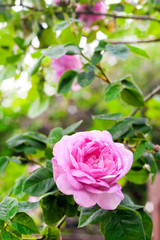 Rosa Centifolia (Rose des Peintres) flower closeup on green garden background