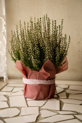 Heather flowers in a flowerpot decorated with pink paper and tied with a rope. On the windowsill, laid out with a mosaic. Against the background of a light wall. Blurry background.