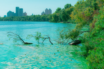 River bay with green water with algae and snags. Bay of the river and foggy city in the background. Snags sticking out of the water in the gulf of the river