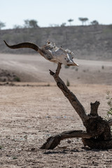 BEAUTIFUL LANDSCAPE IN NAMIBIA AFRICA