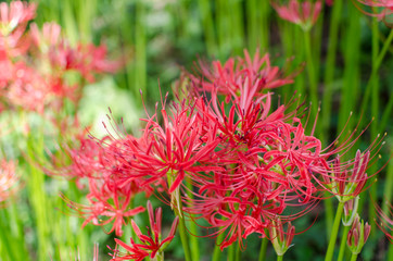 Red Flowers. Closeup Of Equinox Flowers.