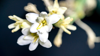 Isolated close up tuberose flower