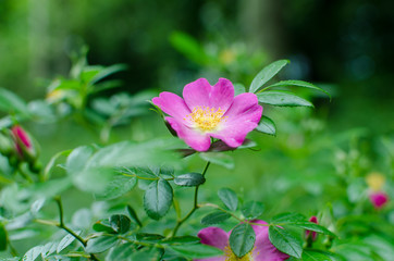 Pink Flower. Rosa Bella In The Garden.