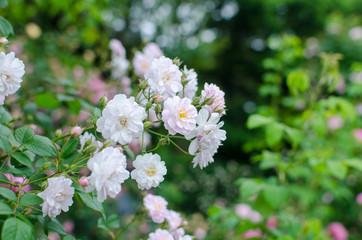 White Flowers. Rosa Multiflora In The Garden.