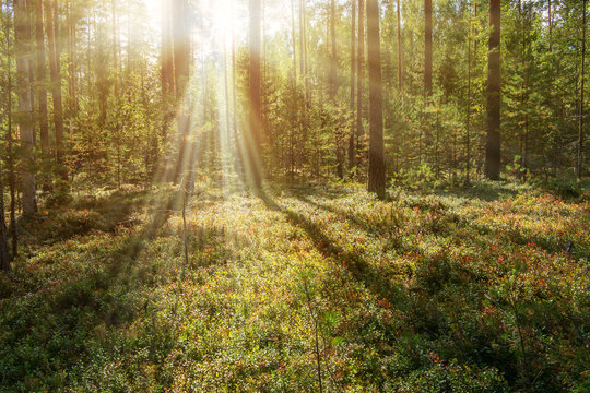 Coniferous forest at dawn with the rays of the sun