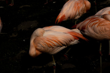 pink pelican bird standing in the dark water at the zoo