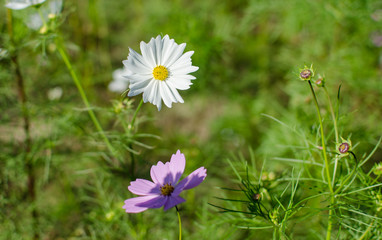 Pink And White Flowers. Daisies In Green Grass.