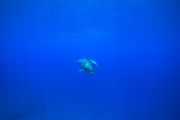 Fototapeta na wymiar ボニンブルーの海を泳ぐミナミハンドウイルカ