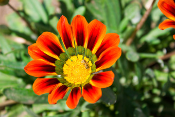 Beautiful bright chamomile gazania flower close up, holiday gift