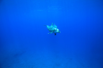 Fototapeta na wymiar ボニンブルーの海を泳ぐミナミハンドウイルカ