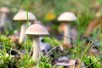 Beautiful little boletus rough mushrooms in the forest