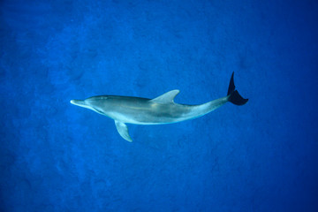 ボニンブルーの海を泳ぐミナミハンドウイルカ
