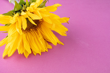 Beautiful large, yellow sunflower flower on a light purple background, close-up.