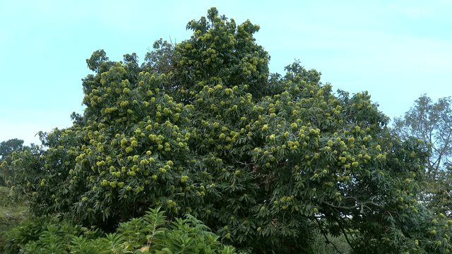 Sweet Chestnut tree (Castanea sativa) under the rain. Portugal